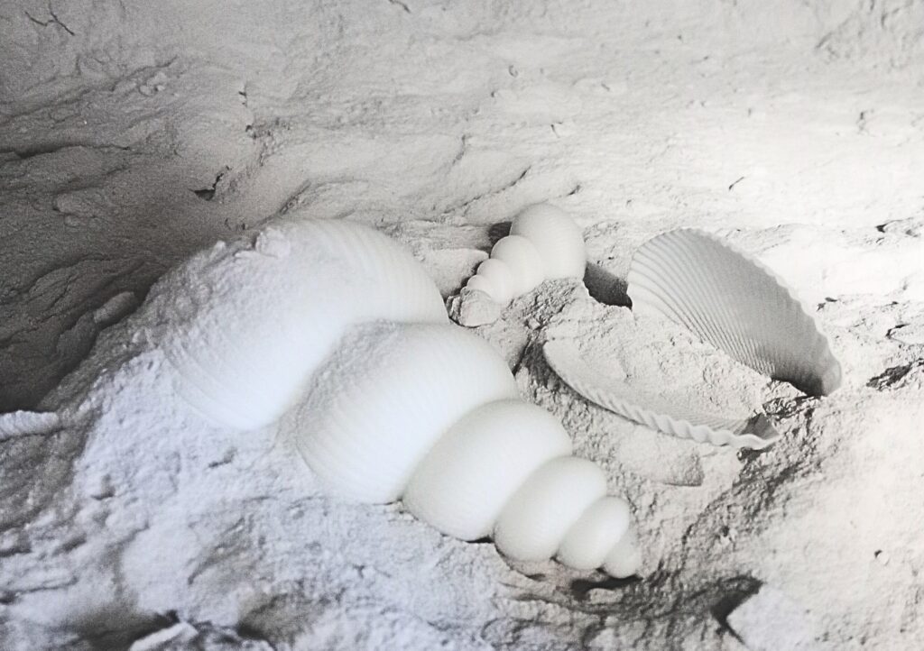 Conchiglie realizzate in stampa 3D